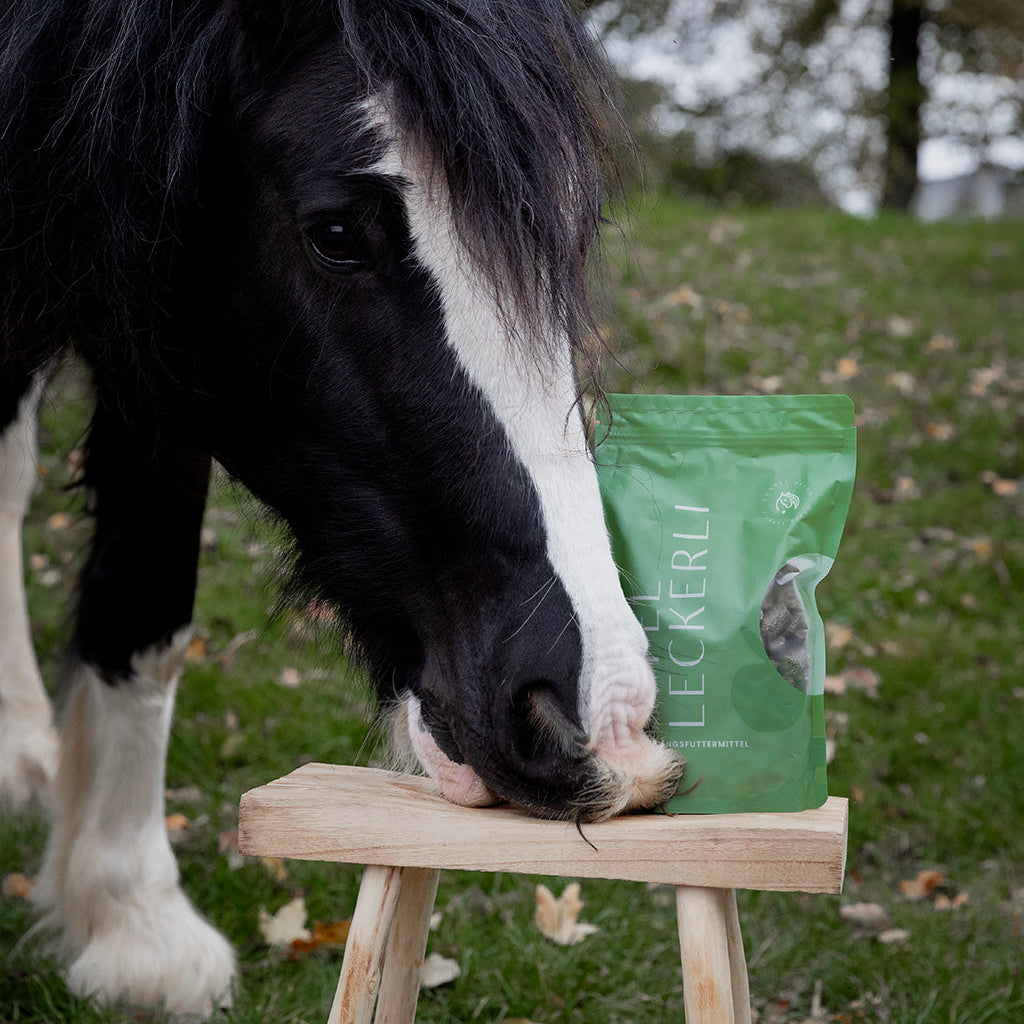 Pferd frisst Apfel Leckerli besonders gern