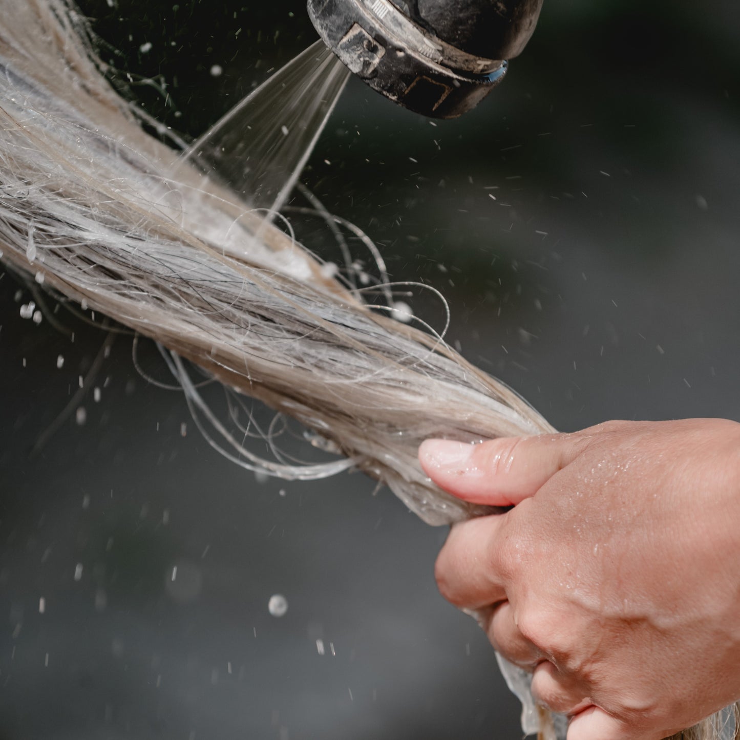 Waschen des Pferde Schweifs mit Funkelpferd Pferdeshampoo